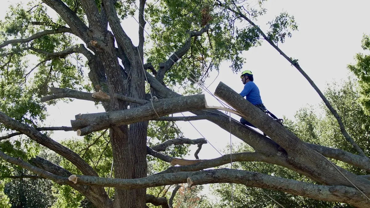 Professional Crown Thinning performed by certified arborists in Wedgefield